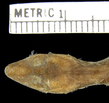 Media type: image; Herpetology R-154316